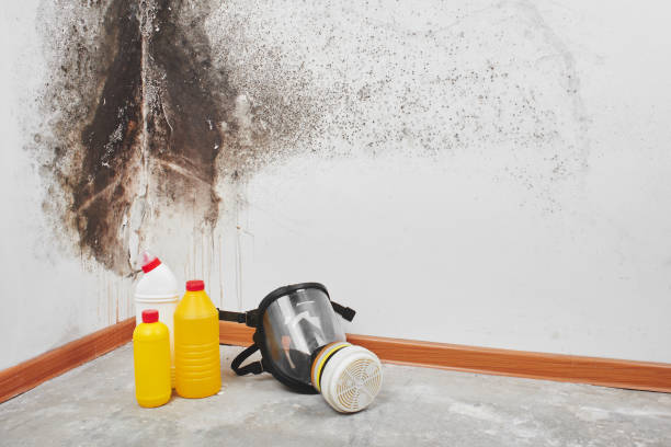 Best Mold Removal Company Near Me  in Portsmouth, VA