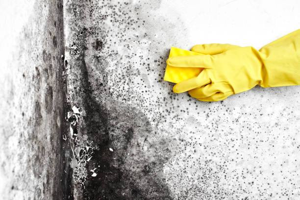 Portsmouth, VA Mold Removal Company