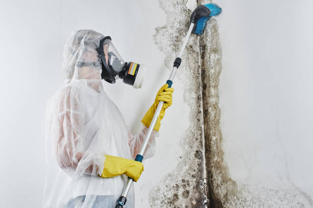 Best Professional Mold Removal  in Portsmouth, VA