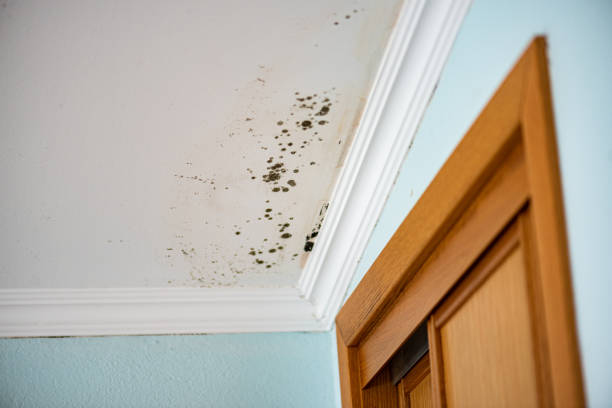 Crawl Space Mold Removal in Portsmouth, VA