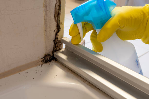 Best Home Mold Removal  in Portsmouth, VA