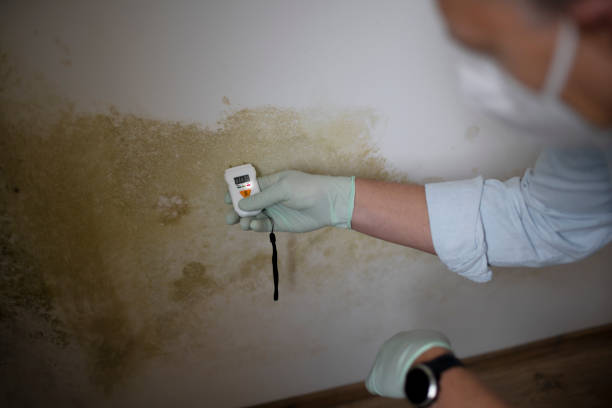 Best Same-Day Mold Removal  in Portsmouth, VA