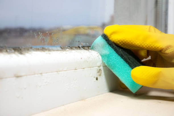 Best Crawl Space Mold Removal  in Portsmouth, VA