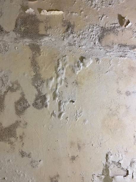 Best Mold Remediation  in Portsmouth, VA