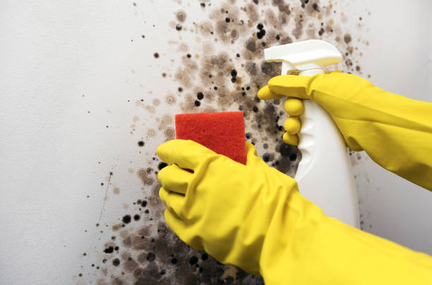Best Mold Inspection  in Portsmouth, VA