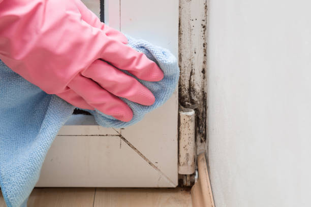 Best Certified Mold Removal  in Portsmouth, VA