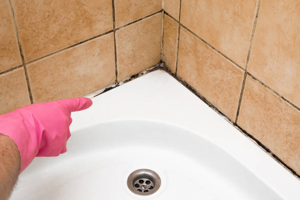 Best Crawl Space Mold Removal  in Portsmouth, VA
